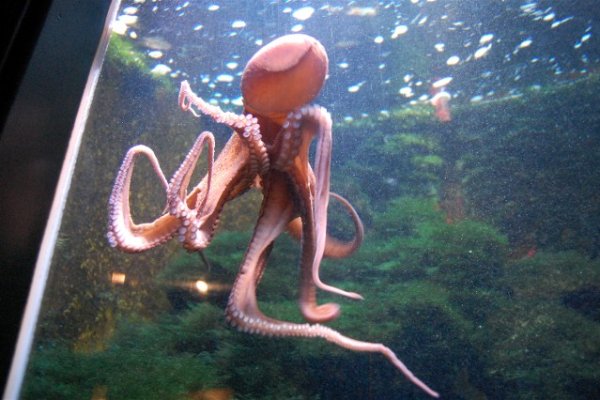 Kraken как найти ссылку